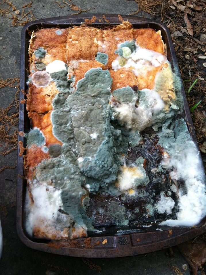 10336603_875388582143_3256384508483540510_n